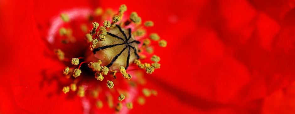 Picaraza-diseno-web-Huesca
