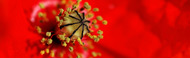 Picaraza-diseno-web-Huesca-3