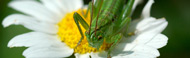 Picaraza-diseno-web-Huesca-4