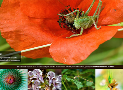 Picaraza diseño páginas web Huesca